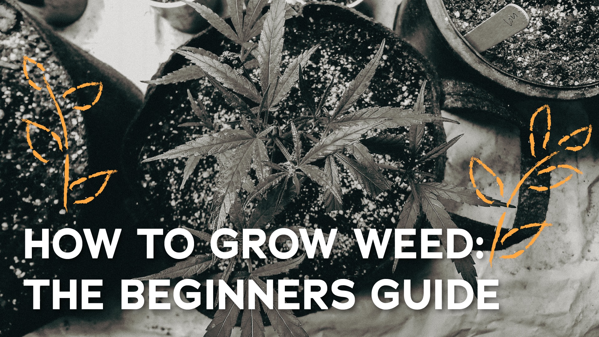 How to Grow Weed: The Beginner’s Guide to Growing Cannabis - Dreamz